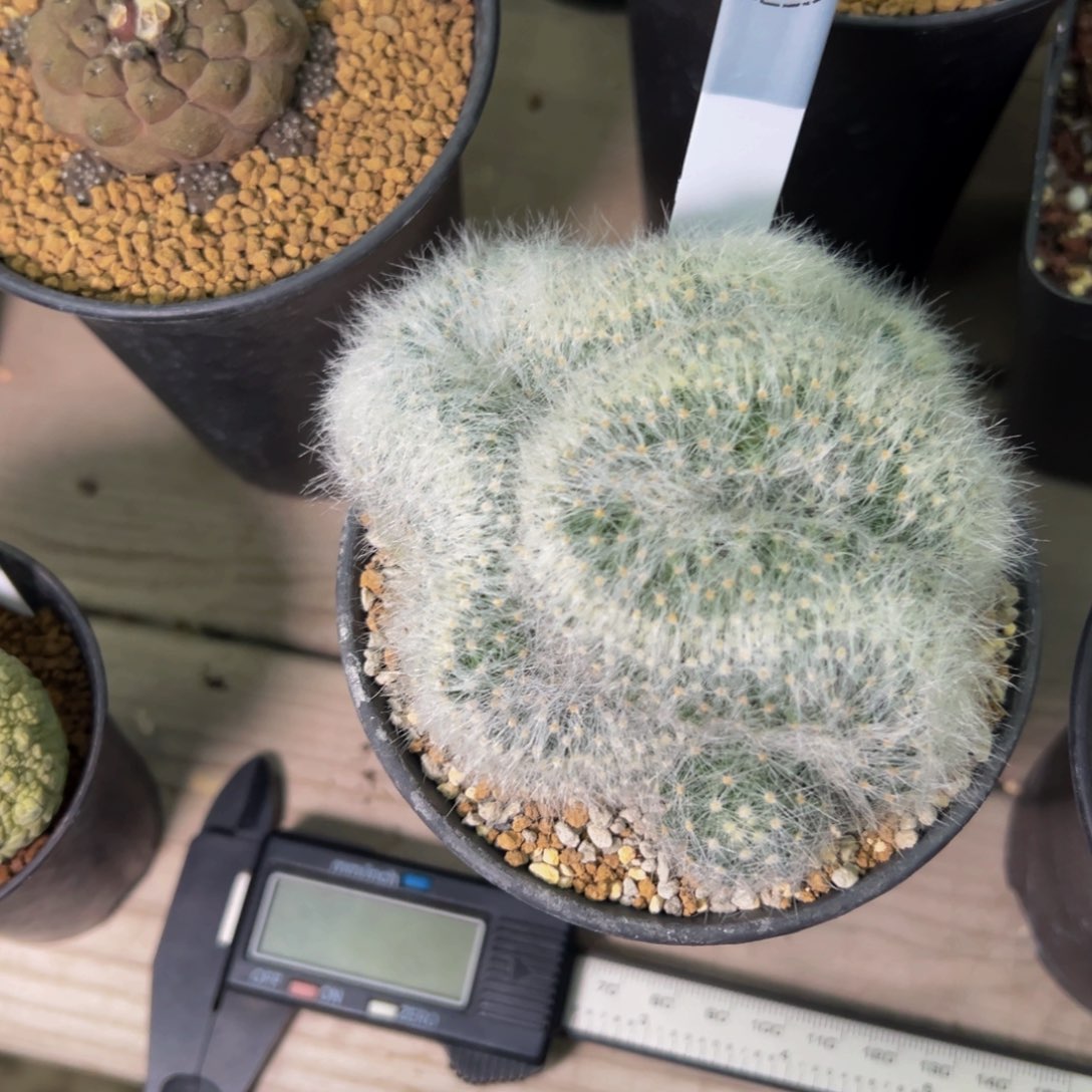 芳香丸缀化多肉植物467