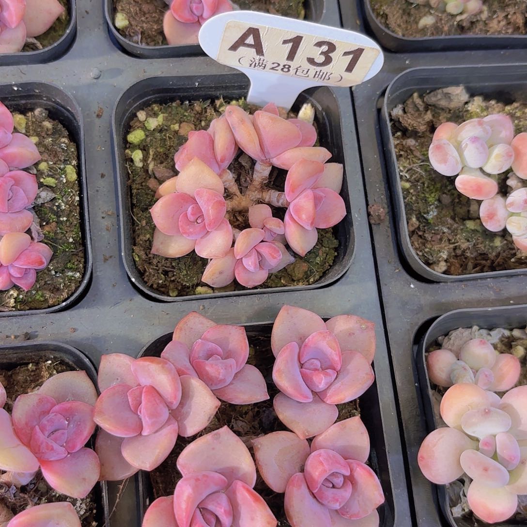 A131彩虹糖一物语拍