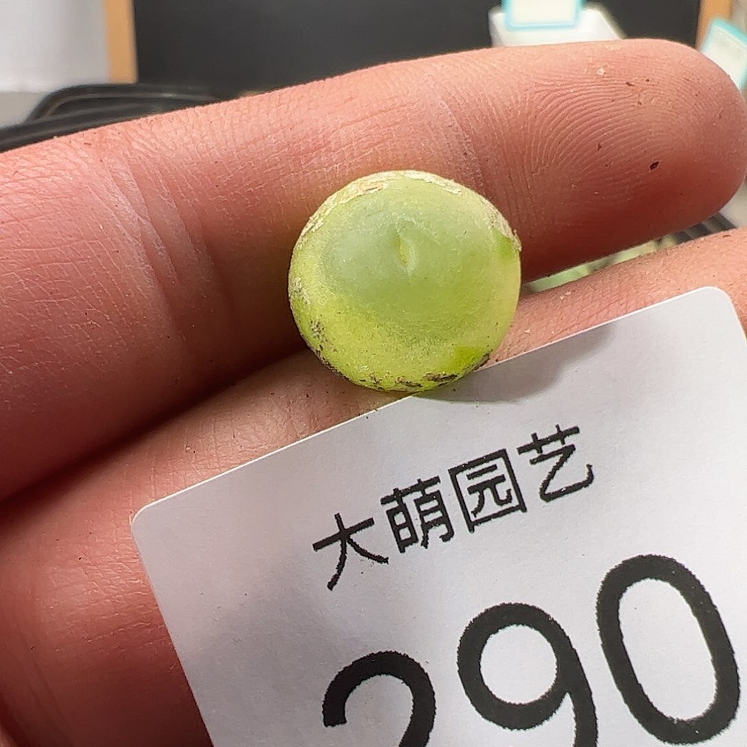 0000290 一物一拍……