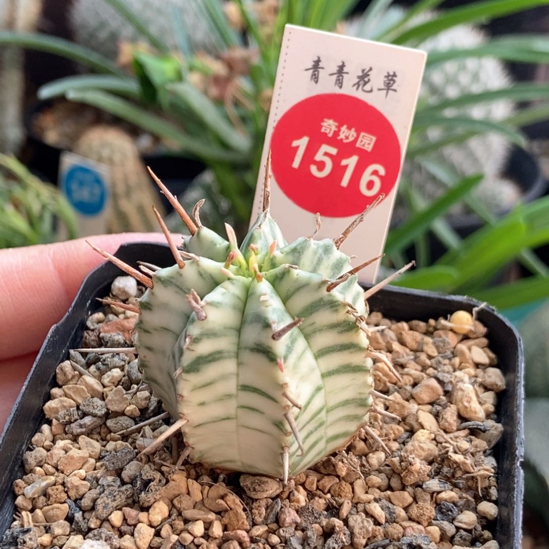 强刺斑马锦一颗66878