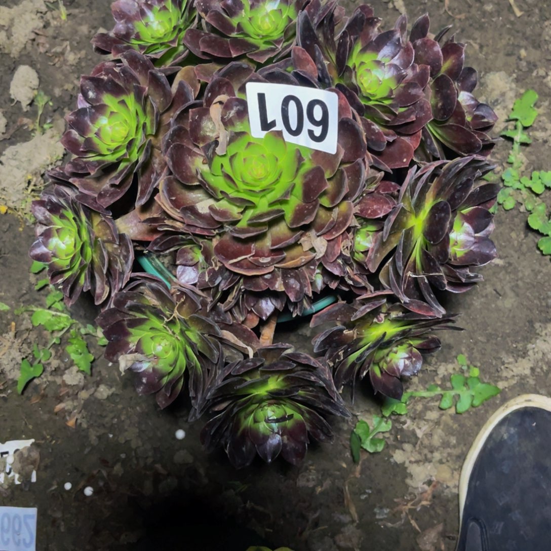 赤炎莲法师26///-/38包邮