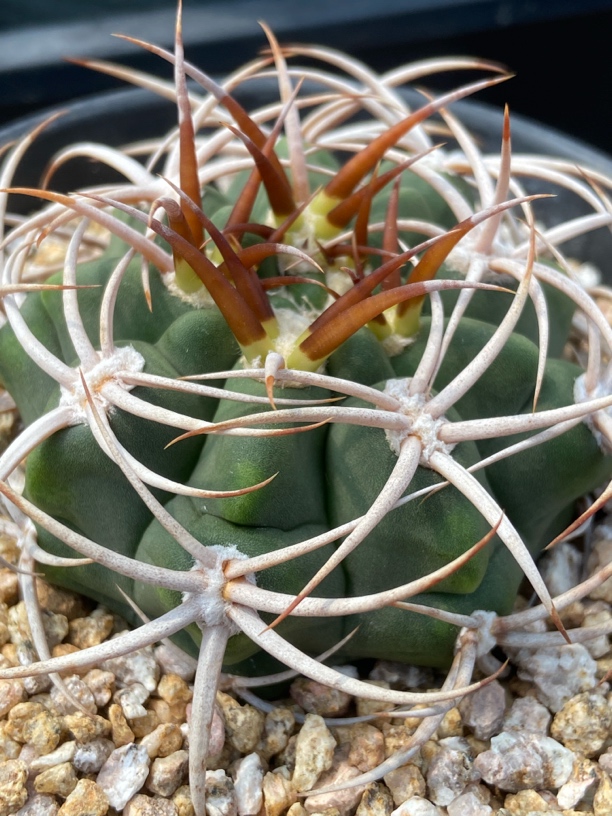 仙人球碧岩玉实生籽播植物裸鄂属球体冠径6.7厘米一物一拍实物图