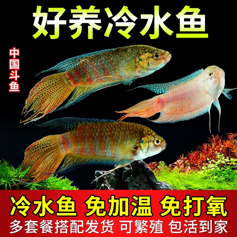 （7-9公分到手7条）中国斗鱼活体冷水淡水观赏鱼好养耐活无需打氧