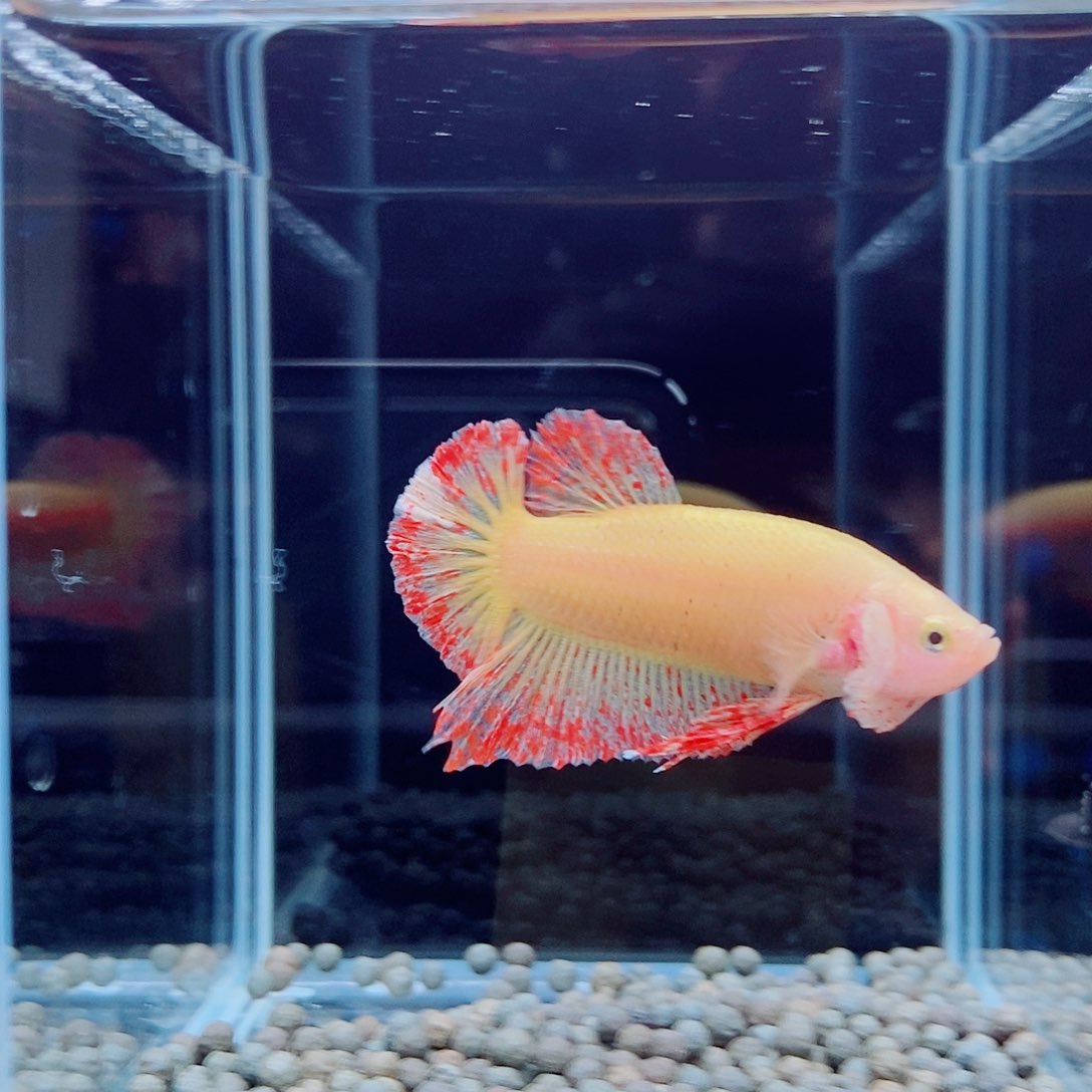 斗鱼黎****u黑308号a a a a a