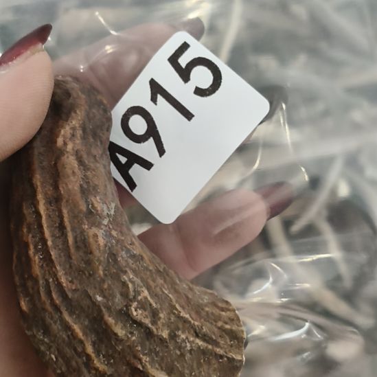 熊****鹿角鹿角鹿角鹿角鹿角