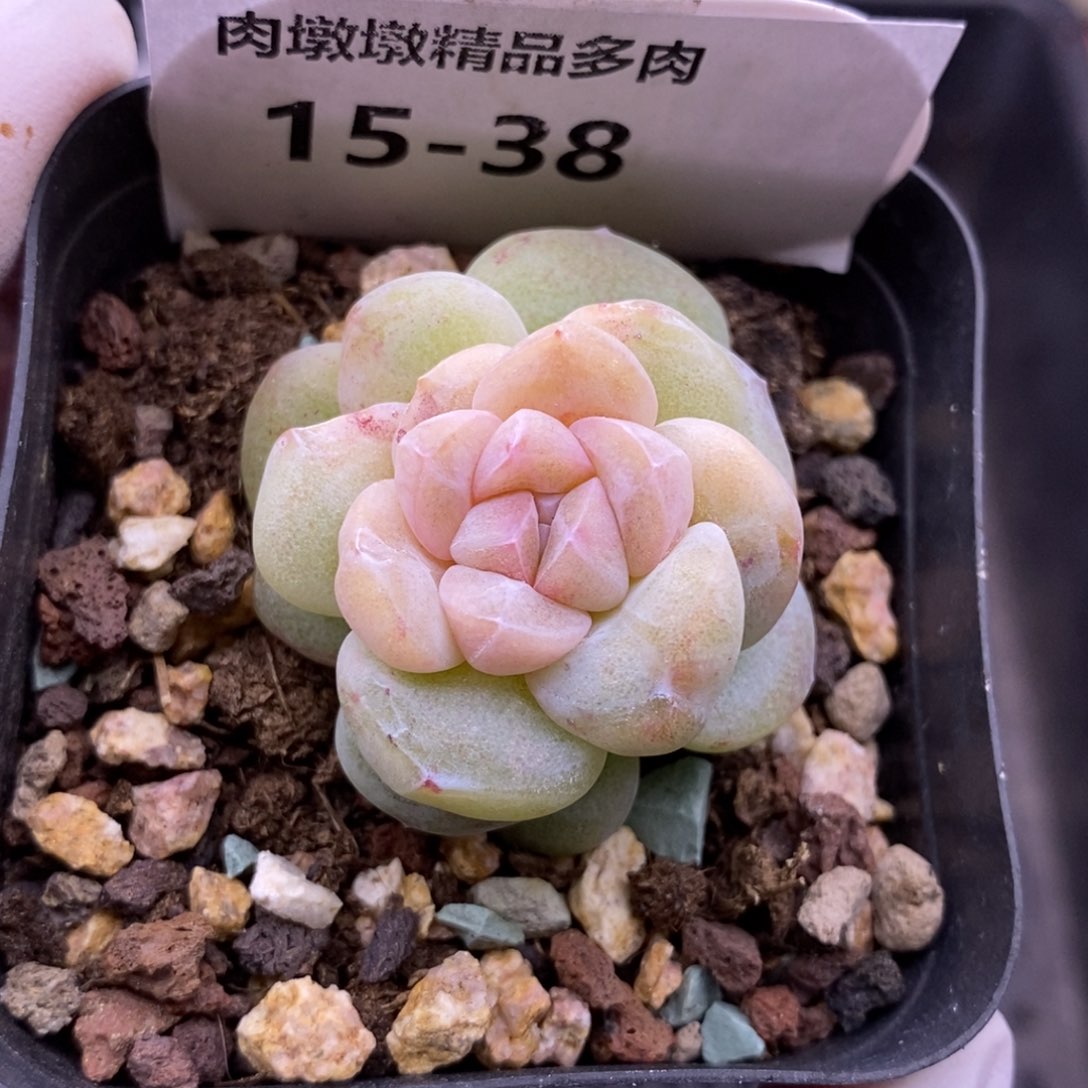 【闪购商品】15-38