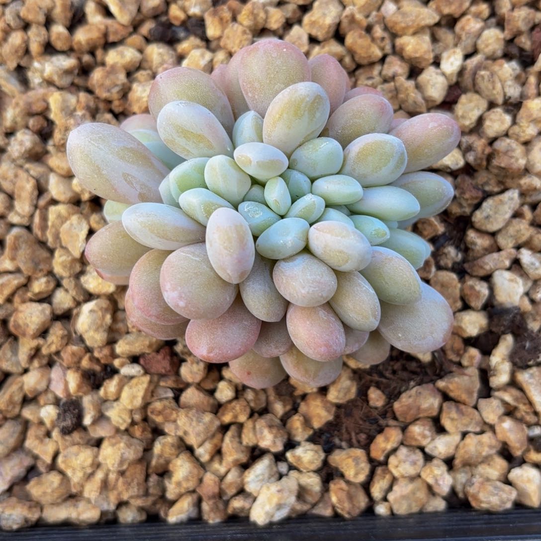 闪购自营，粉兔杂缀化