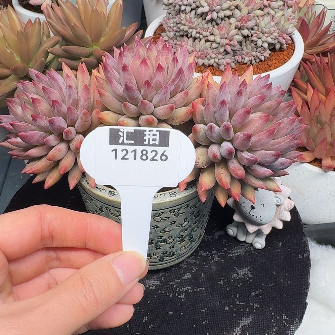 精品多肉植物121826