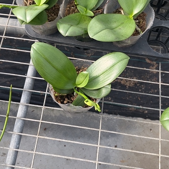 完全开放香奈儿3.0