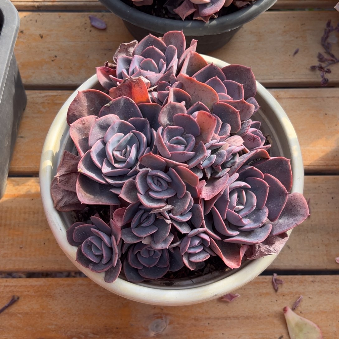 多肉尘埃玫瑰【非偏远地区满18包邮】