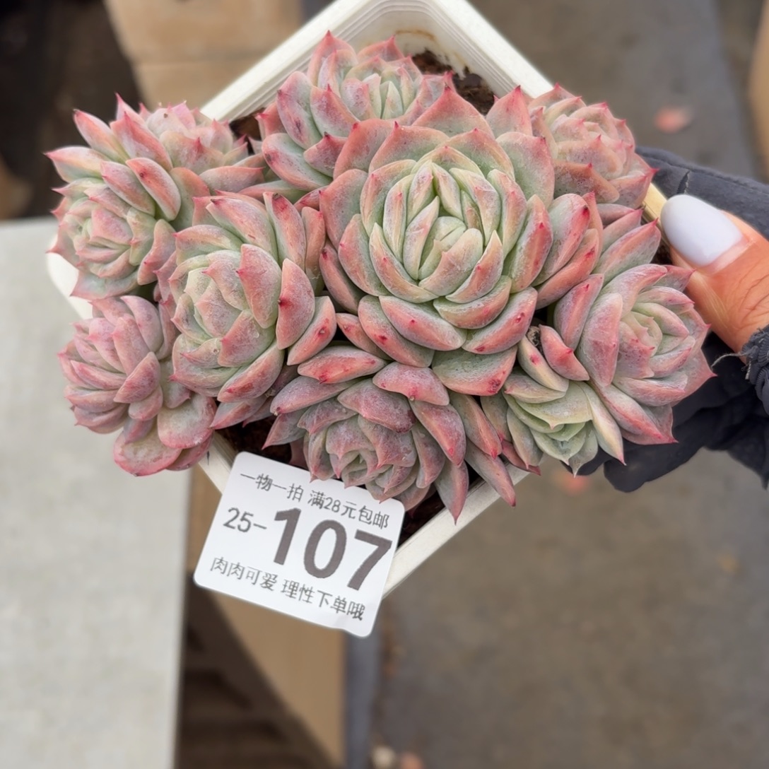 孤星无盆土发货无