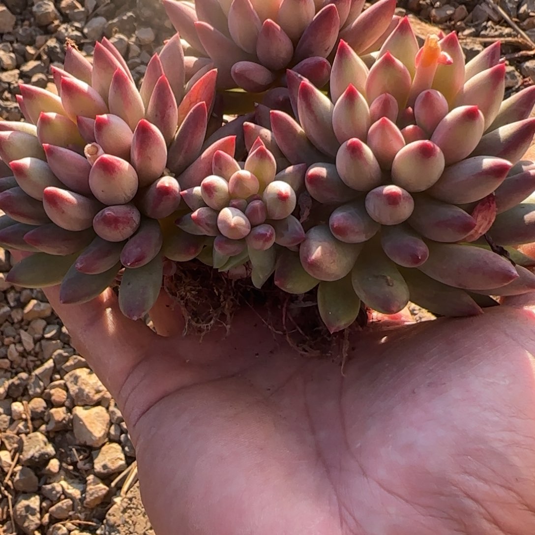 泡***泡多肉植物虞美人系列