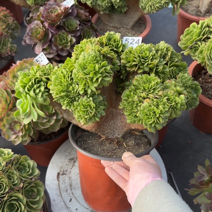 杨***姐多肉植物绿羊绒缀524