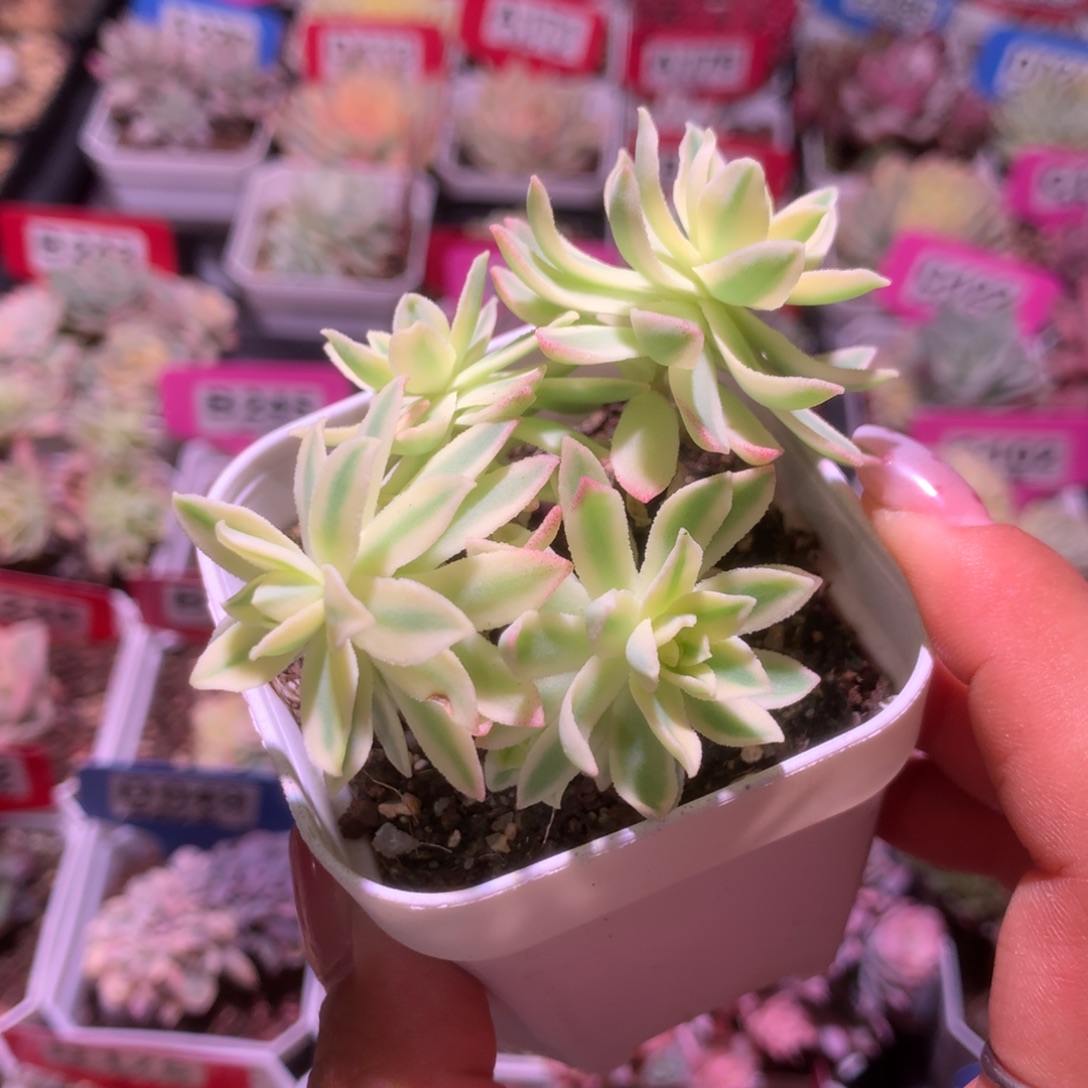 薄花妆覆轮锦群生有根