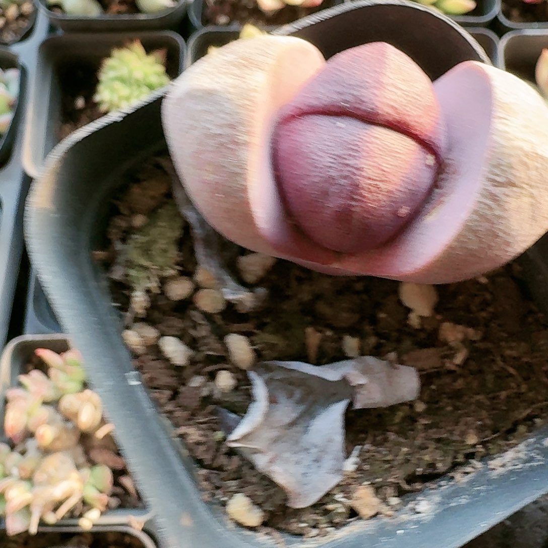 【满20包邮】零下拍保温箱