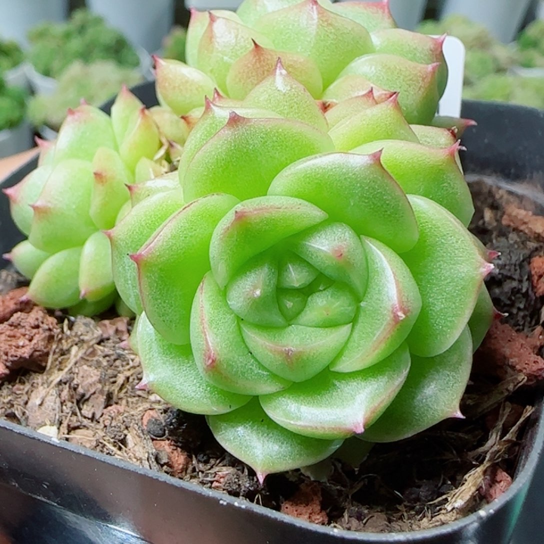 【闪购商品】0611-147边线麦杆