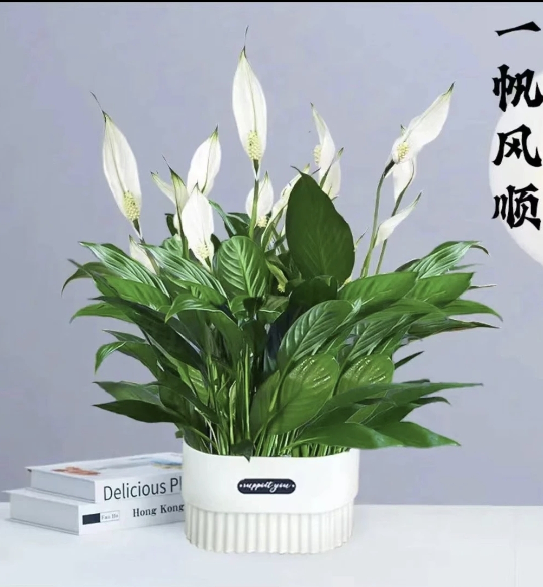 白掌一帆风顺绿植物盆栽土培水培室内客厅摆放耐寒冷净化空气