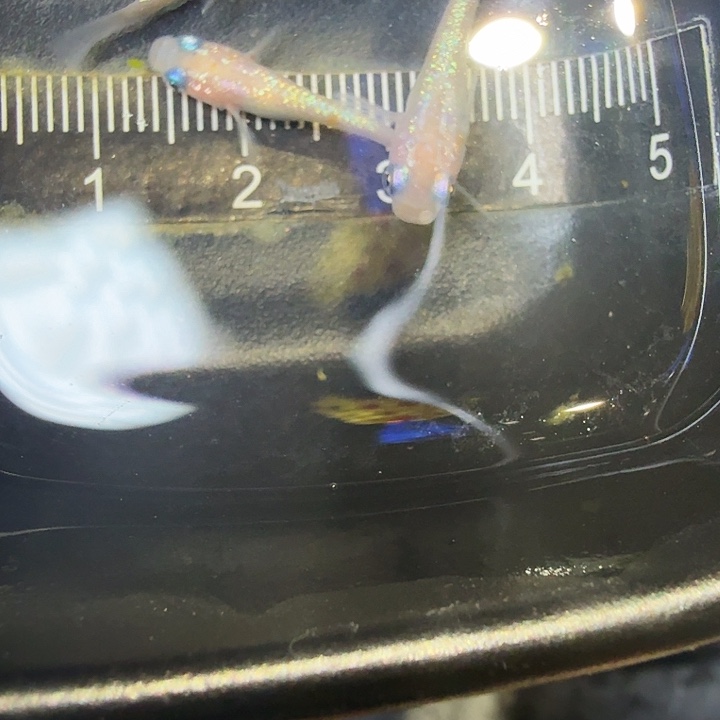 青鳉鱼66号拍品粉王华