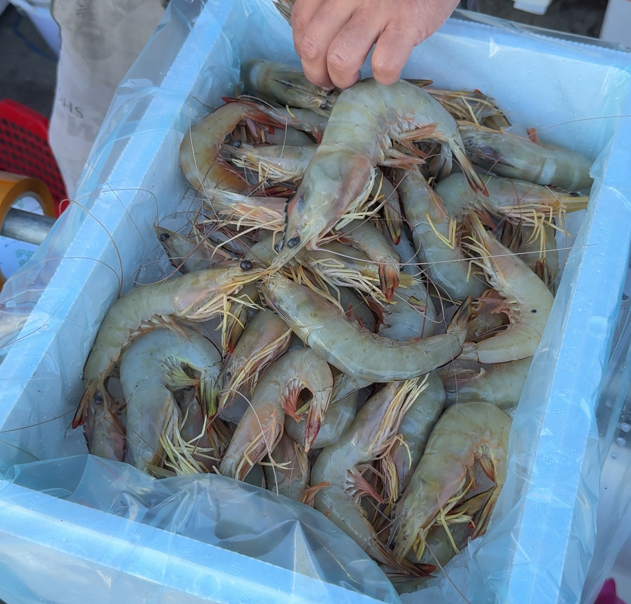 湛江硇洲岛天然野生大明虾（广东省内包邮）