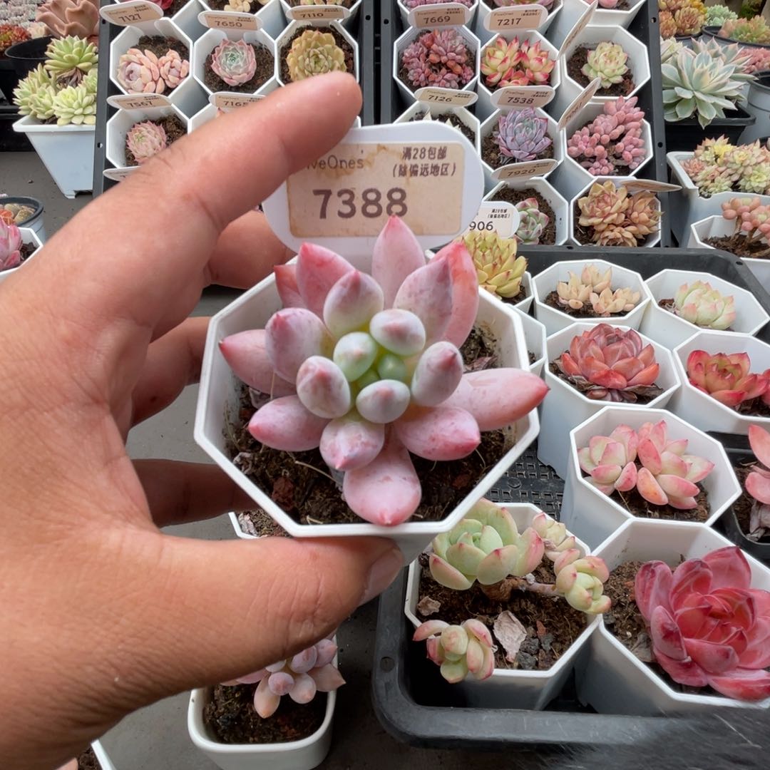 发*橙7388所罗门4.5厘米