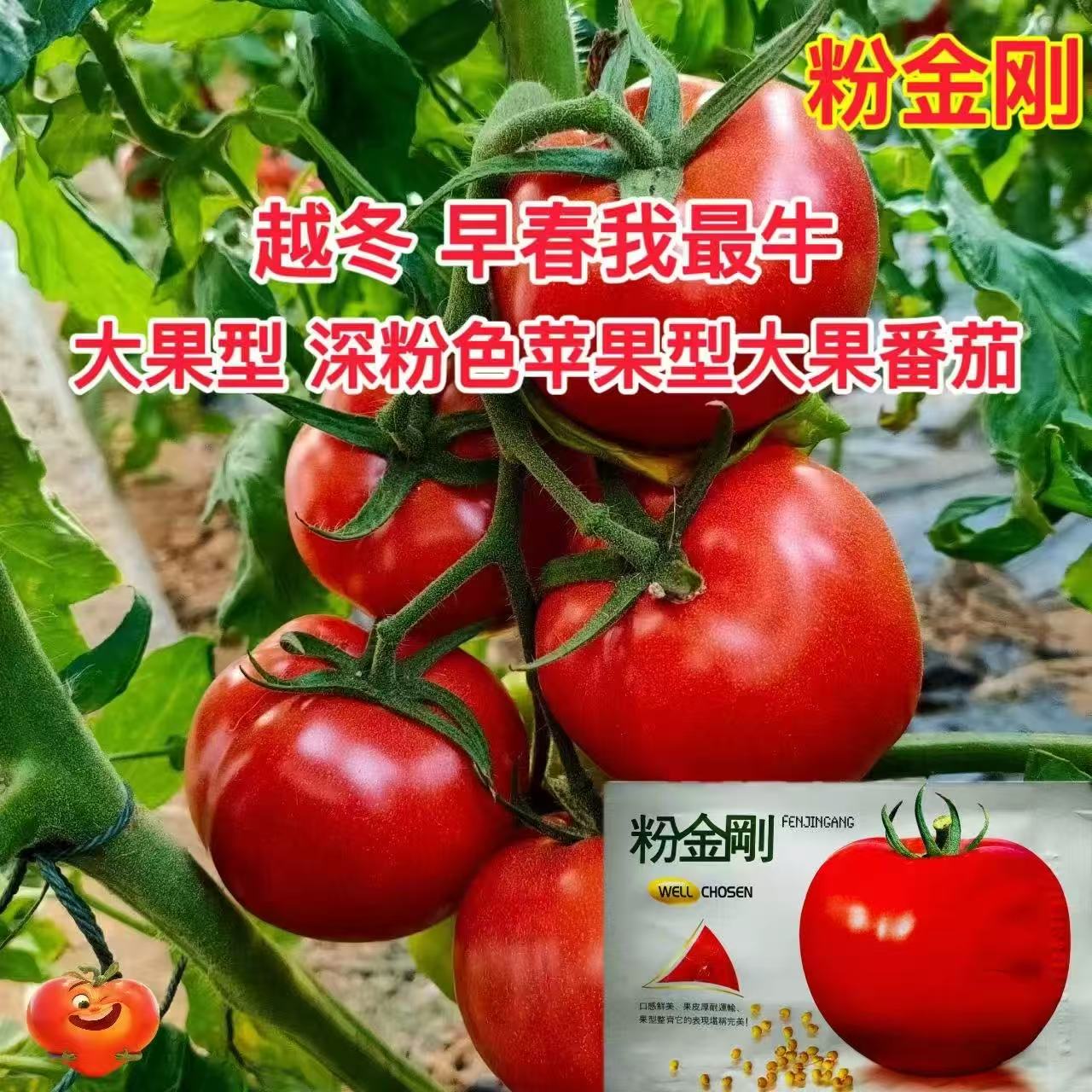 粉金刚大果番茄种早熟无限生长耐寒性好深粉红色苹果型可越冬早春