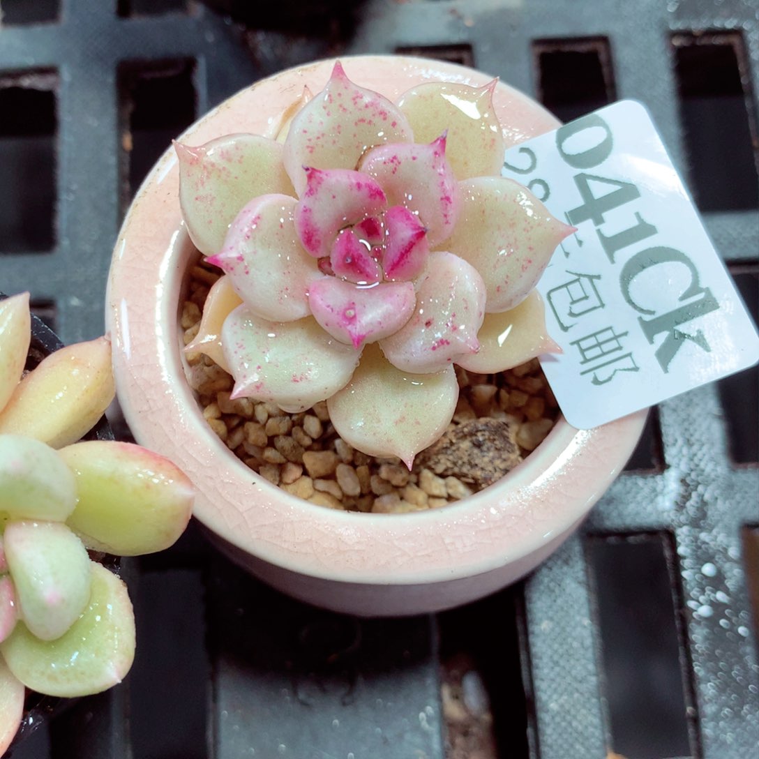 5厘米盆精控多肉041