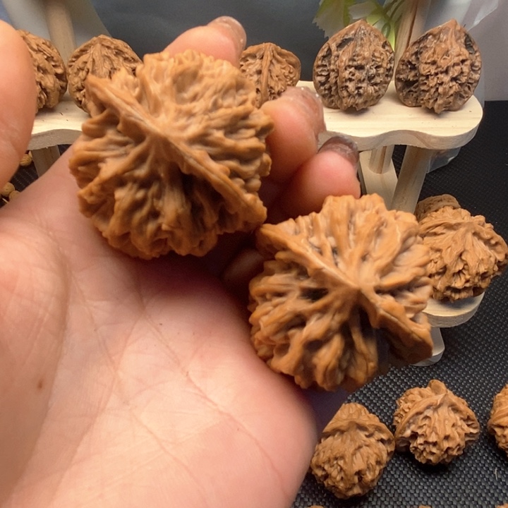 ?*秦岭官帽大花42尺