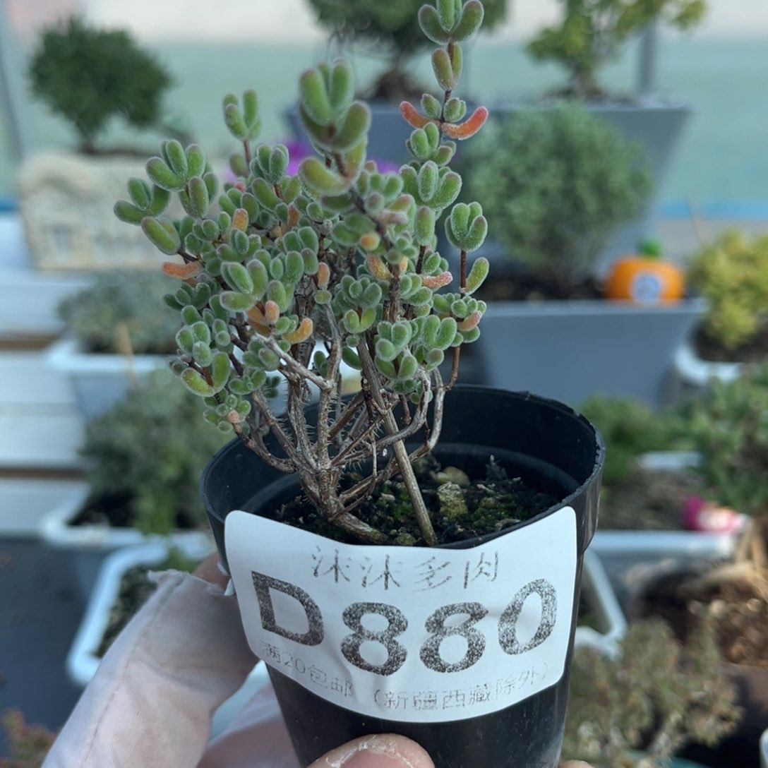 880小星星枝干番杏