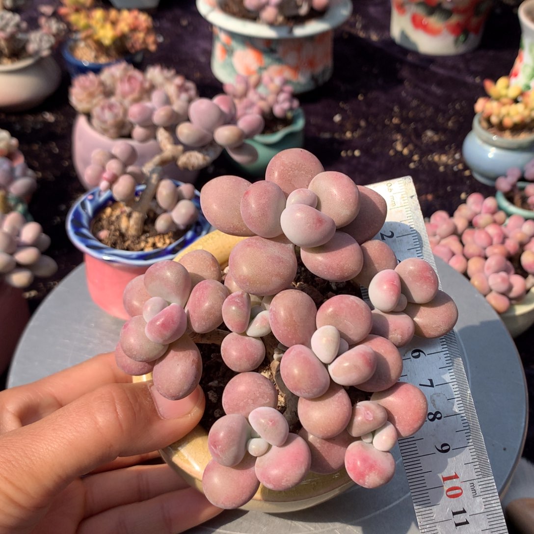 1****11号带盆偏远地区不包邮的