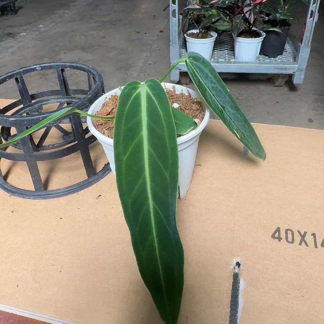 完全开放H60火鹤后