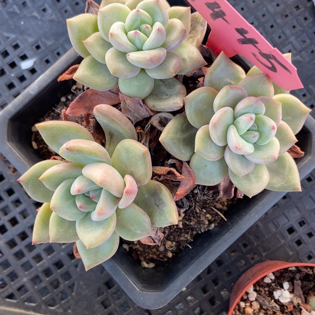 1445香槟多肉植物
