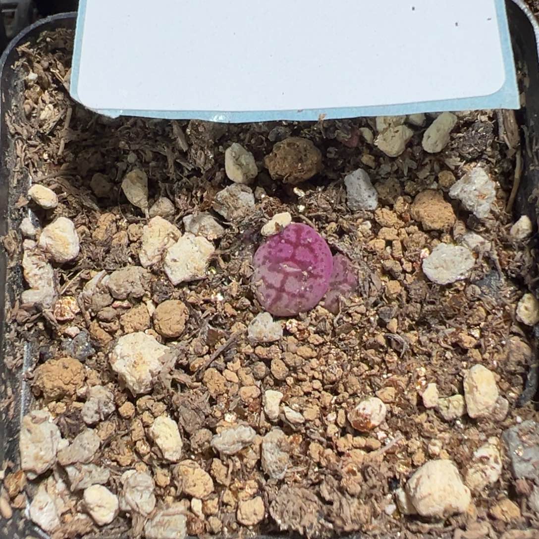 4-165量拍八重垣姬猴脸一颗