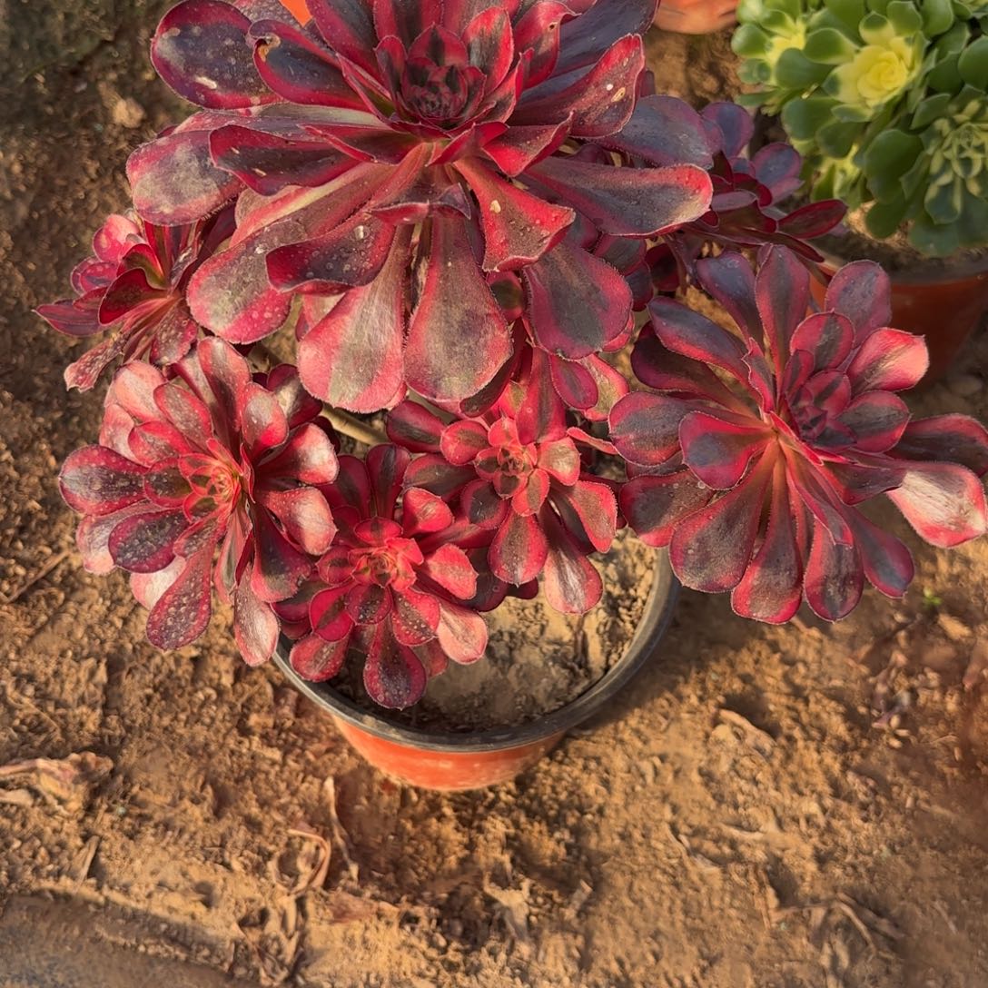 M. 1247香奈儿多肉。cad