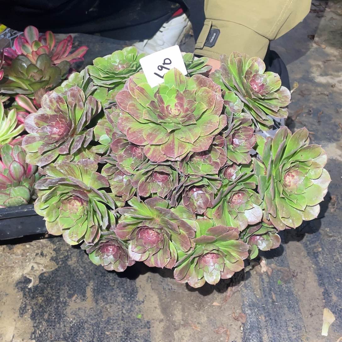 690法师植物花月夜