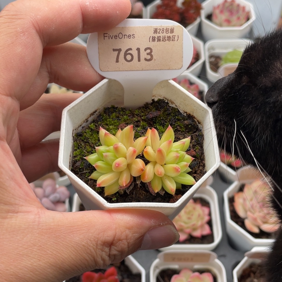 甲骨文7613-5厘米