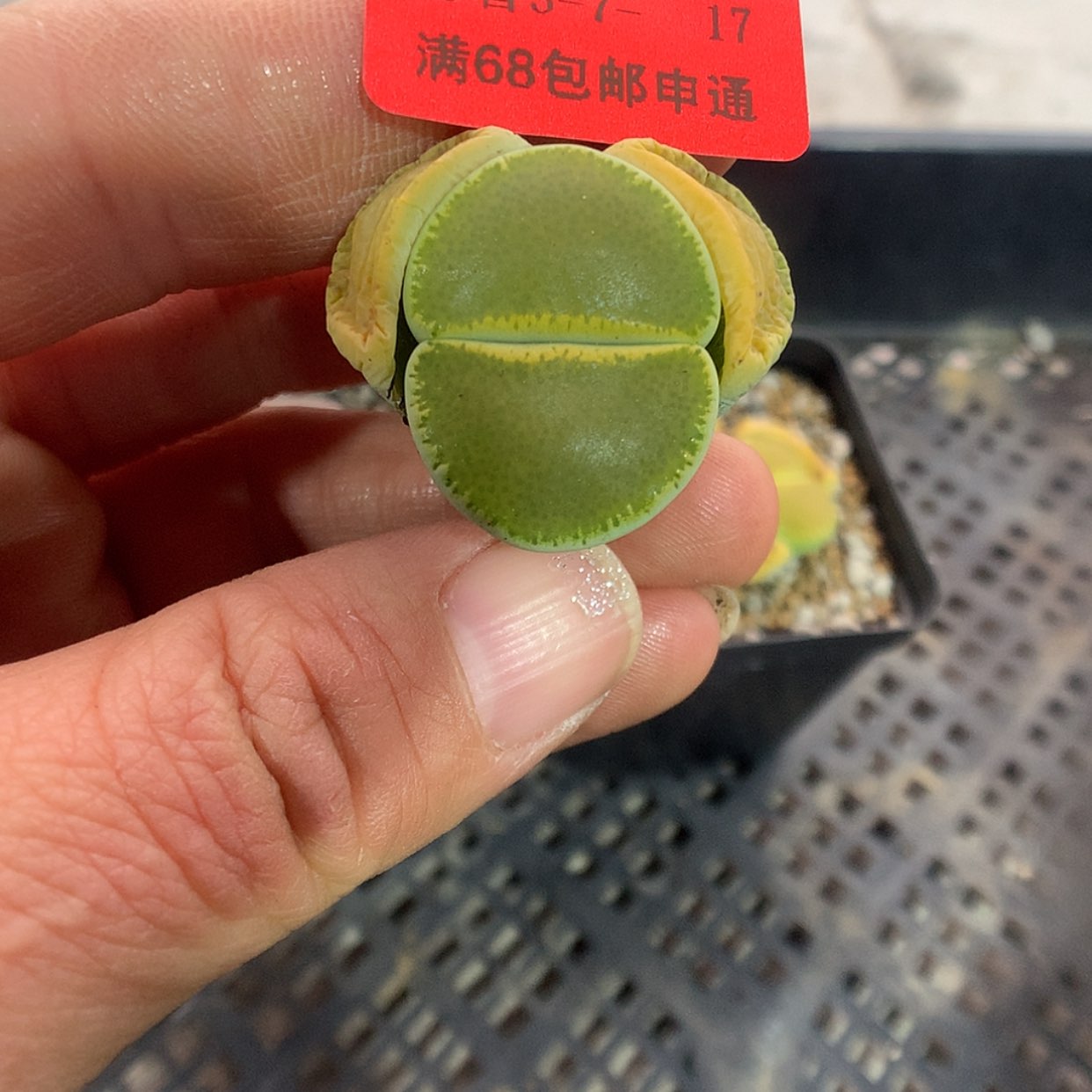 【闪购商品】3-7-17 greedtop 1颗 2