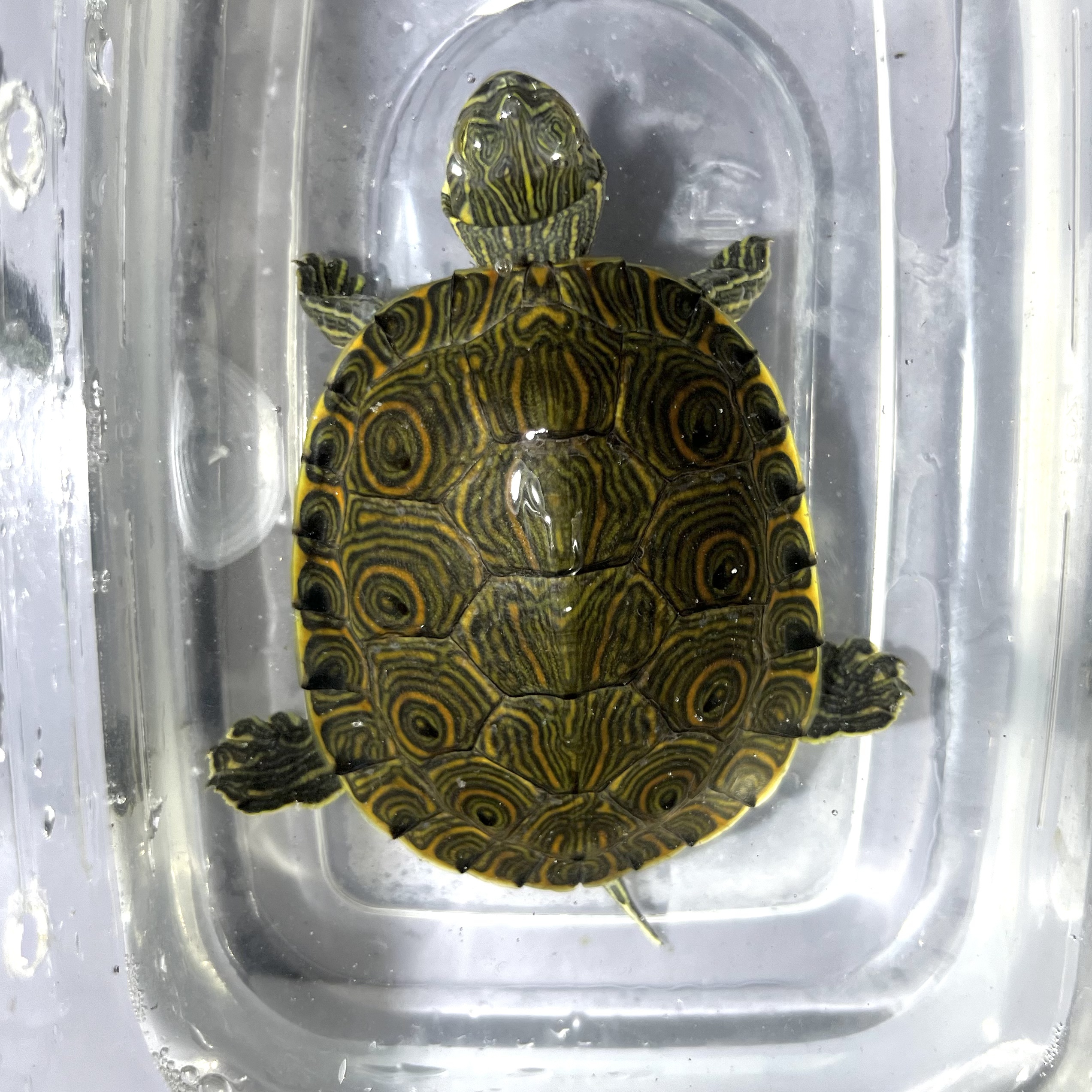 大河甜甜圈卡5-9cm全品