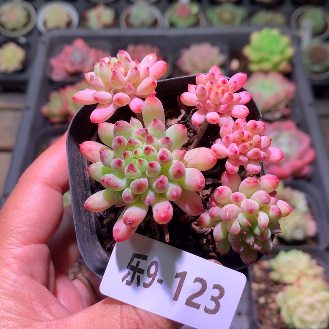 乐然 9-123 烟花群 