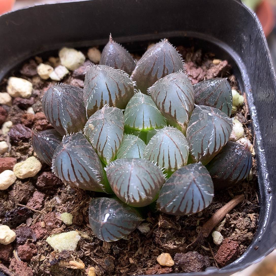 赤线玉露锦锦带盆土发货