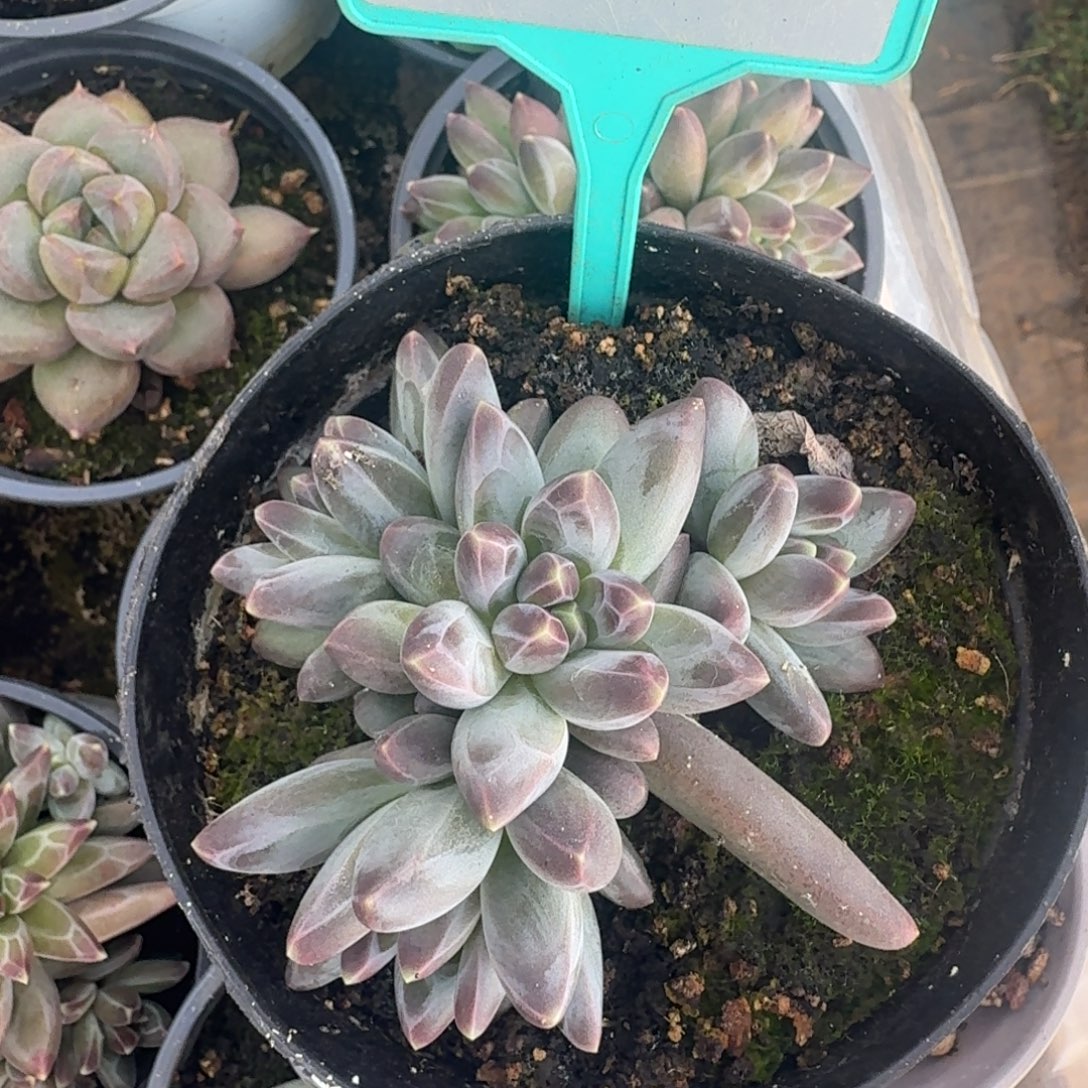 小紫欧一物一拍354