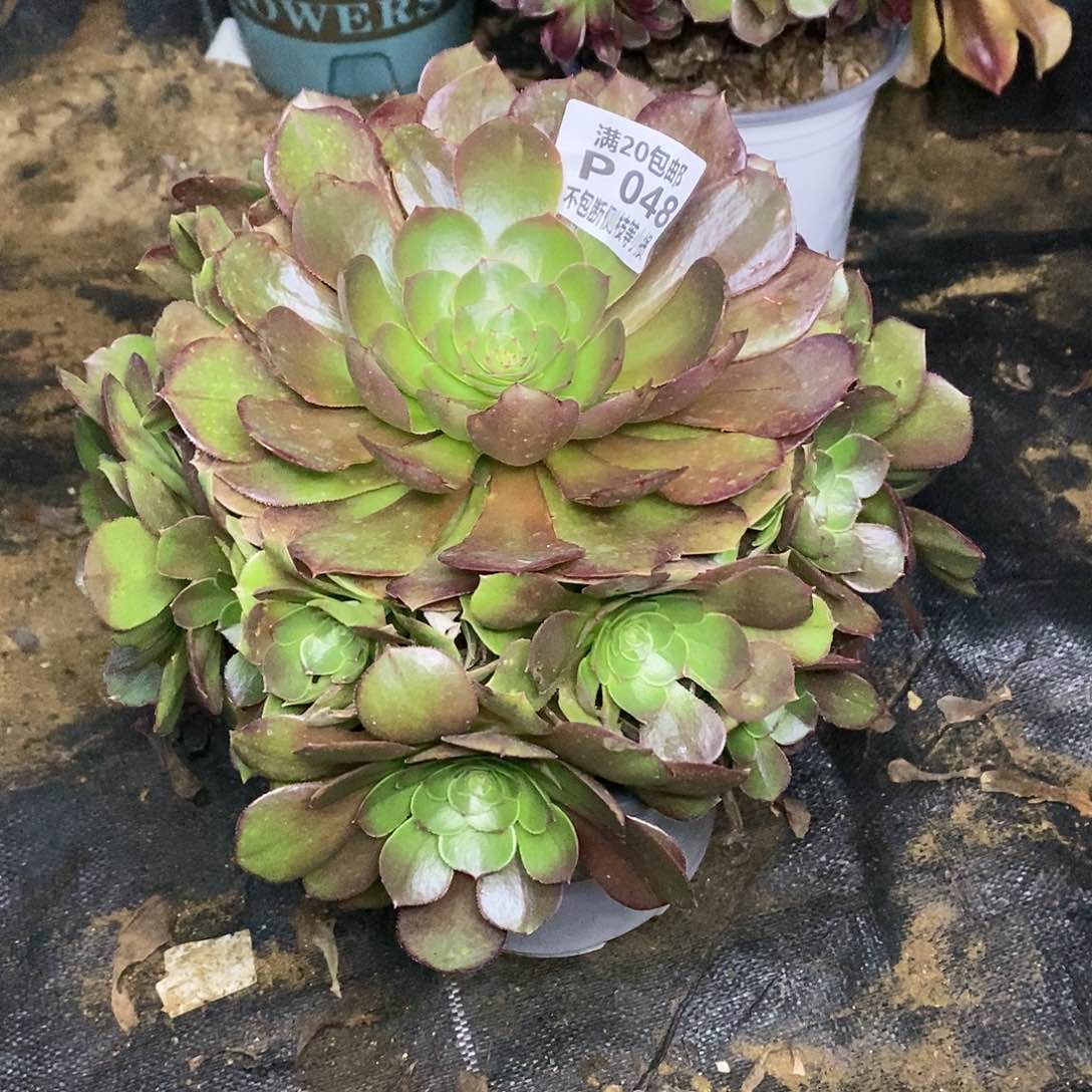 048万圣节沙拉碗多肉