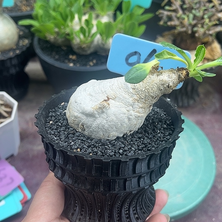 樱花大戟产地多肉植物