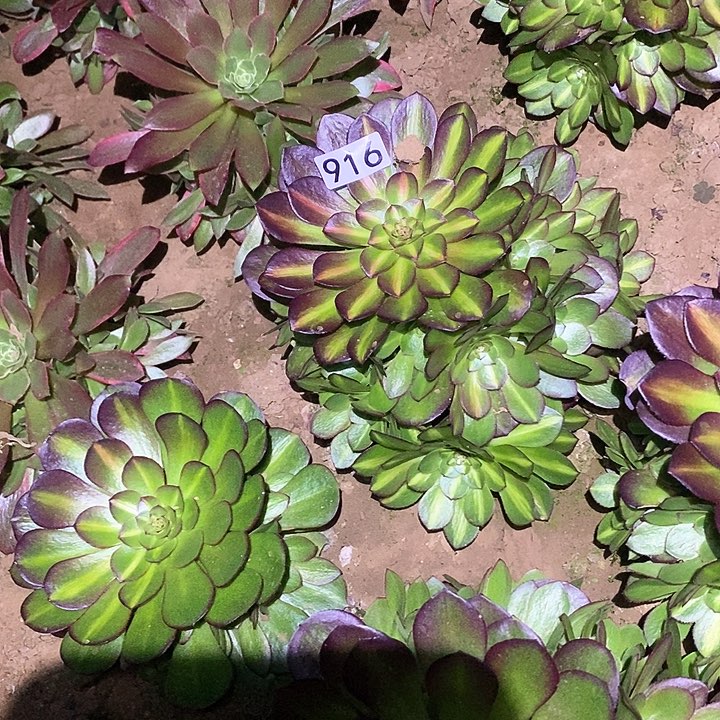 多肉植物法师916抹茶