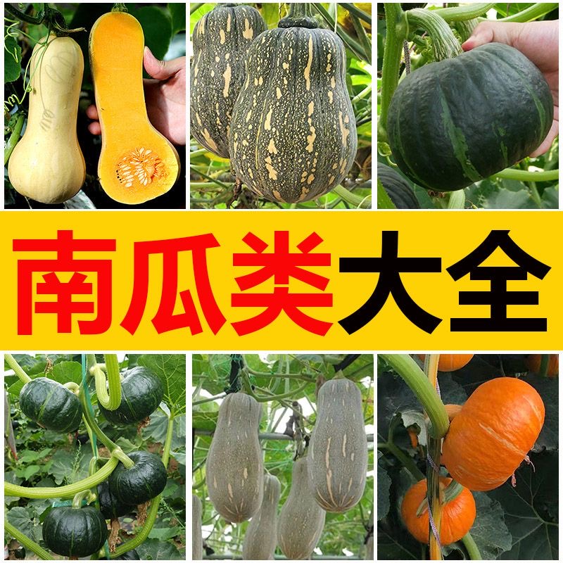 【全店满5包包邮】南瓜大全日本南瓜种子板栗小南瓜甜面香糯高产
