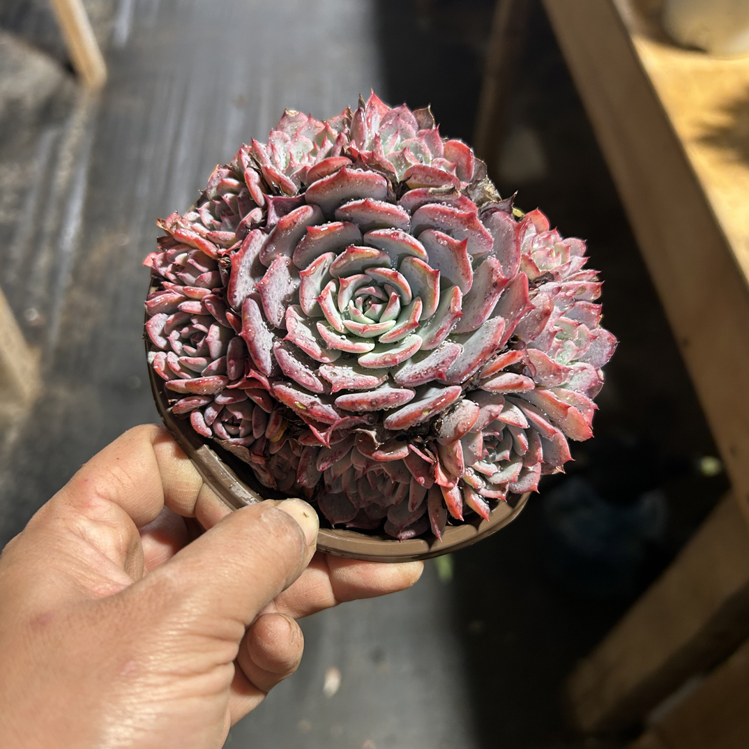 多头劳伦斯多肉植物      全场满16.8包邮，实物以直播展示为准