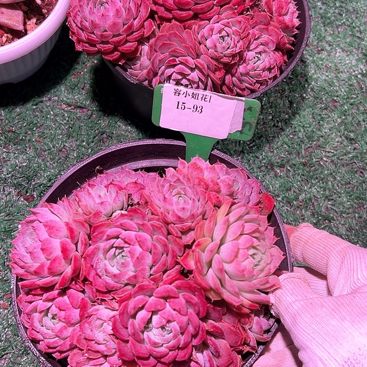 15.93朱沙一个脱土