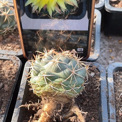 实生天司丸 仙人球 6厘米左右