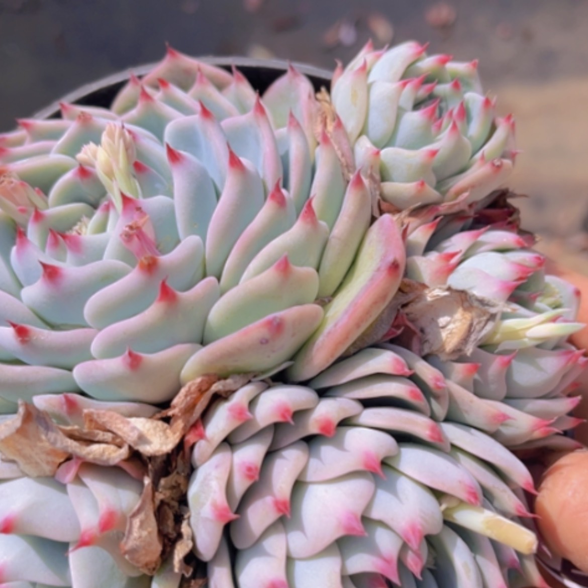 【闪购商品】吉娃娃2051