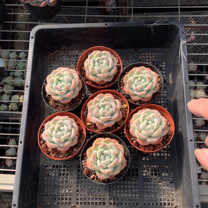 122112七个嗯嗯嗯嗯嗯嗯加油