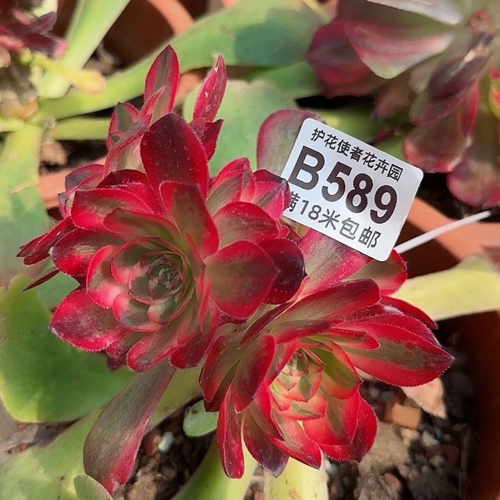 多肉法师云菏朵朵